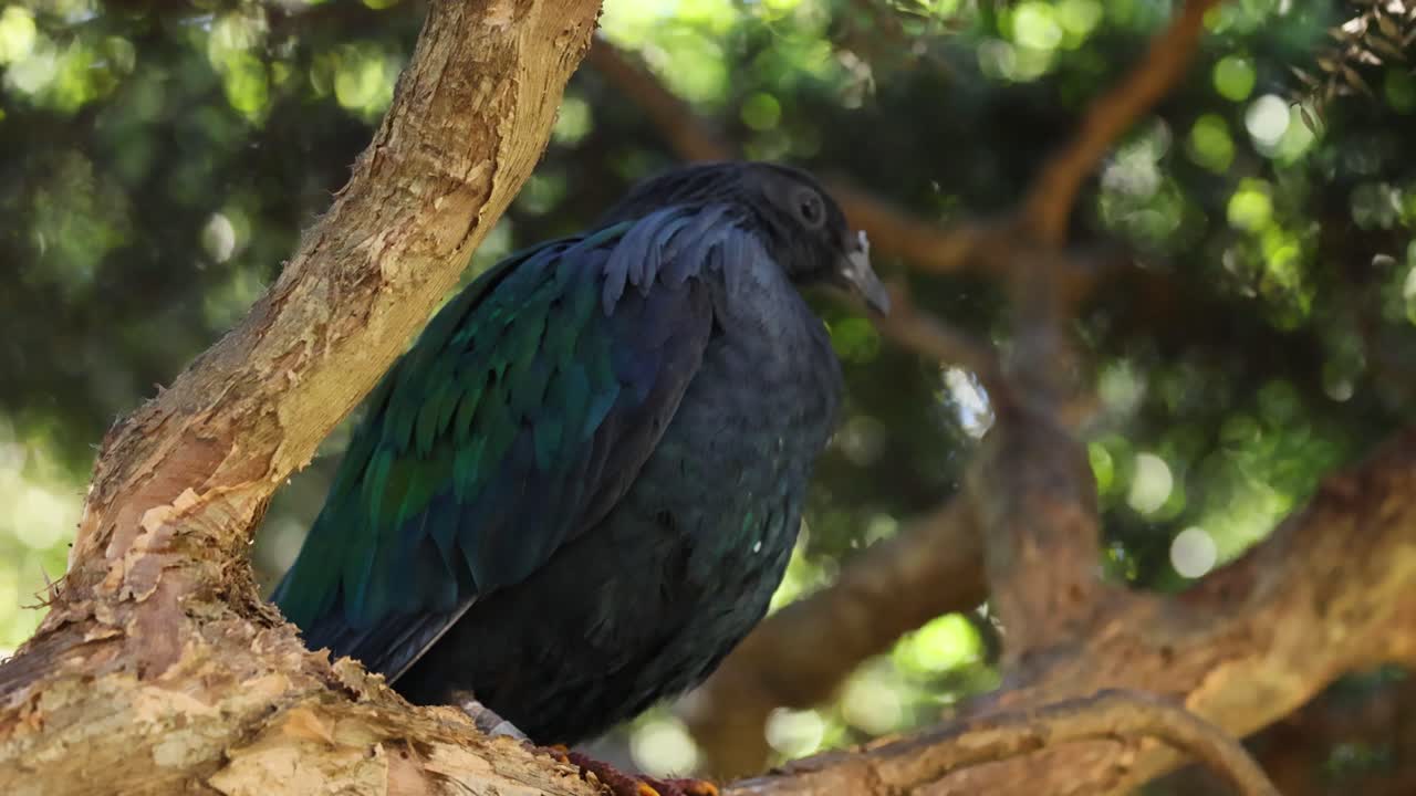 paloma nicobar posada en una rama de un árbol
