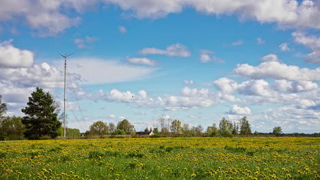 beautiful country landscape with growing taraxacum officinale or yellow dandelions under blue cloudy sky