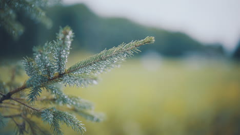 Evergreen-Pine-Tree-Branch-Close-Up-With-Raindrops-on-Pine-Needles-during-Summer-Branch-Waves-in-slight-Breeze-with-Out-of-Focus-Field-and-Mountain-Range-In-Background-4K-ProRes