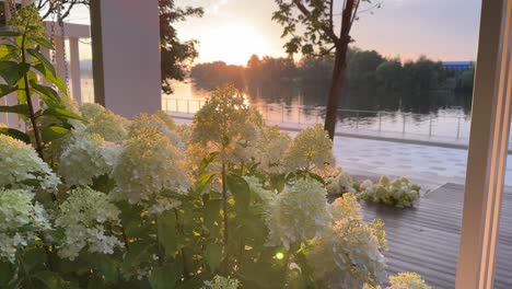 white flowers on the background of the rising sun (4k60)