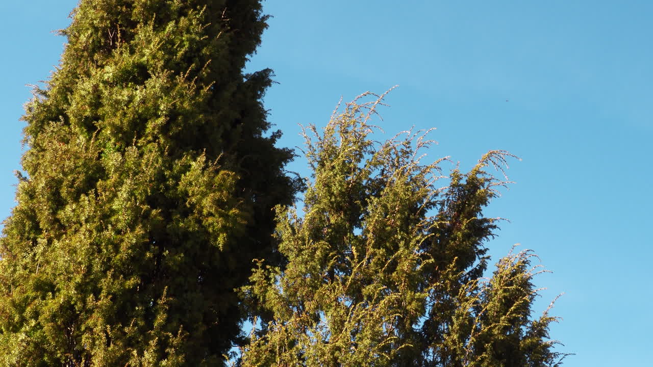 Juniper Trees Against a Blue Sky