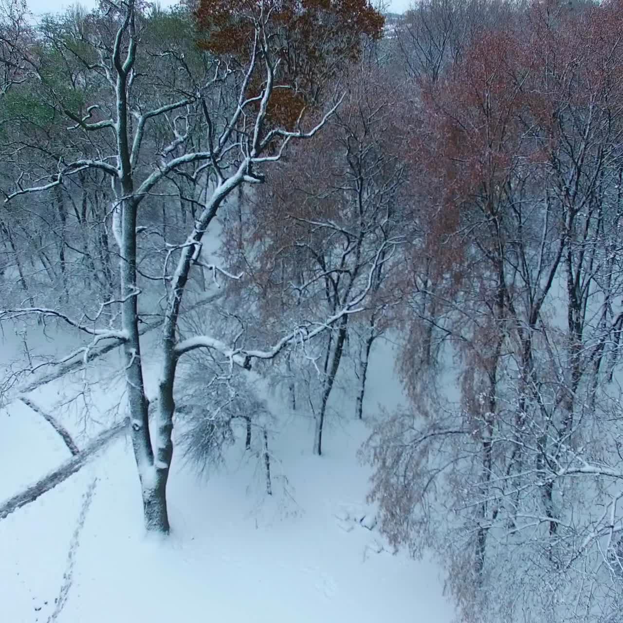 Bare trees of the city park covered with white snow. Drone going up over the tall trees opening the cityscape