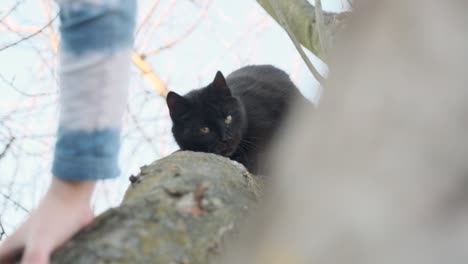 Eine-Schwarze-Katze,-Die-Ihren-Kopf-Auf-Dem-Felsen-Im-Freien-Reibt---Selektiver-Fokus---Zeitlupe