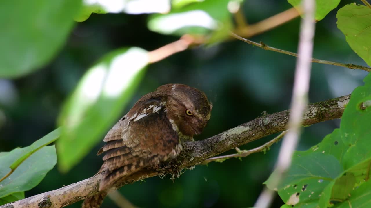 javan frogmouth 또는 horsfield의 frogmouth는 태국 및 기타 아시아 국가에서 발견됩니다.