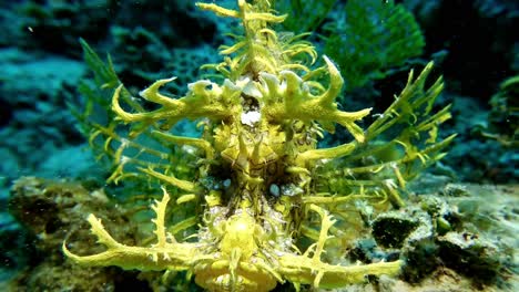 yellow weedy scorpionfish rhinopias super close up front view on coral reef in mauritus island