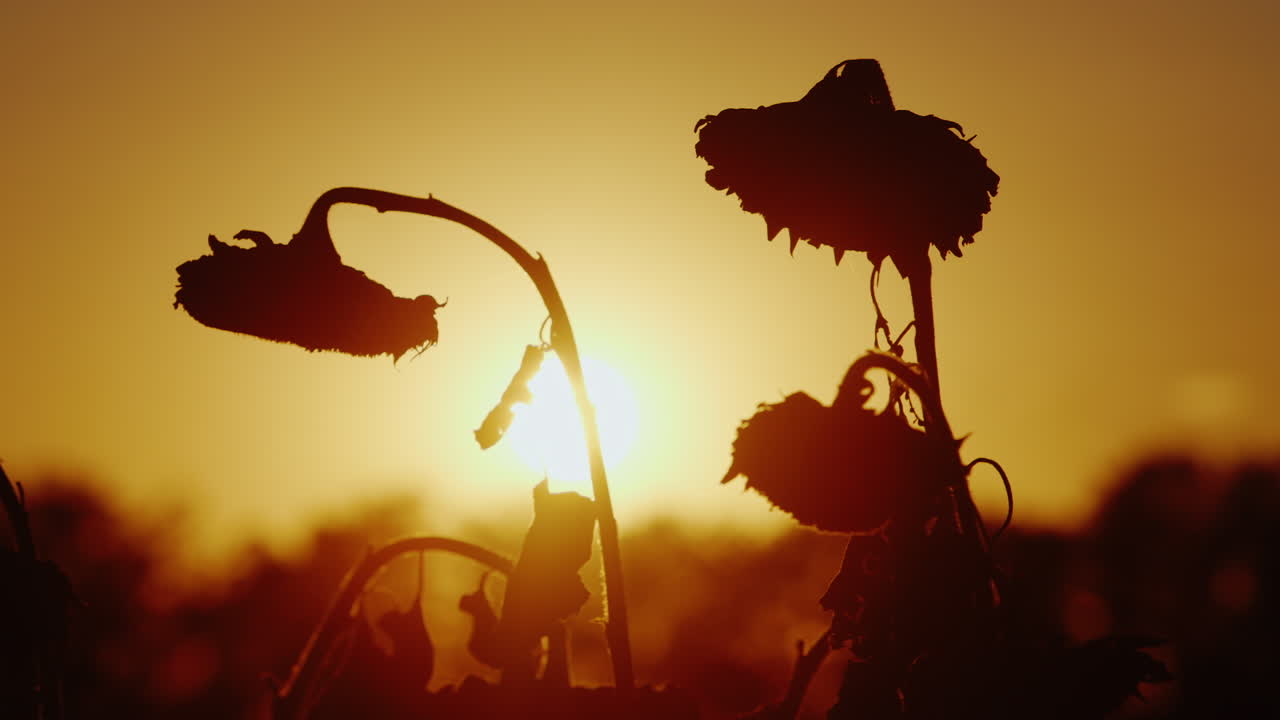 siluetas de girasol balanceándose en la brisa al atardecer listo para cosechar