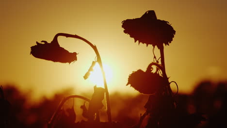 Silhouettes-Sunflower-Swaying-In-The-Breeze-At-Sunset-Ready-To-Harvest