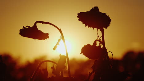 silhouettes sunflower swaying in the breeze at sunset ready to harvest