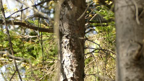 Black and white warbler Bird Climbing Up On Bare Tree Branches fast and quick For Food