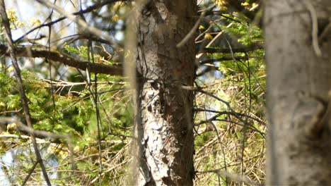 black and white warbler bird climbing up on bare tree branches fast and quick for food