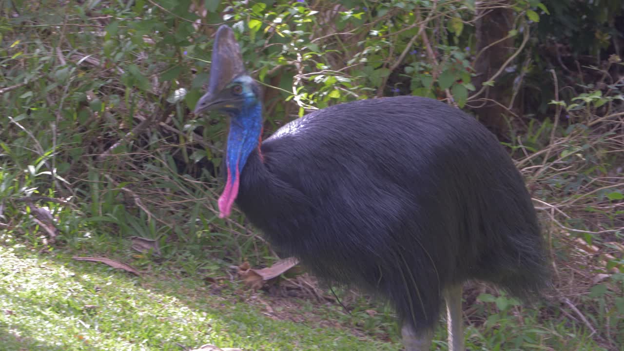 casuario australiano forrajeando en el bosque - casuario del sur en queensland australia