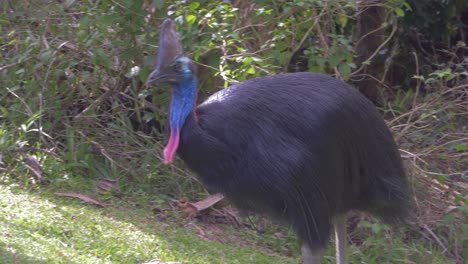 australian cassowary foraging in the forest - southern cassowary in queensland australia