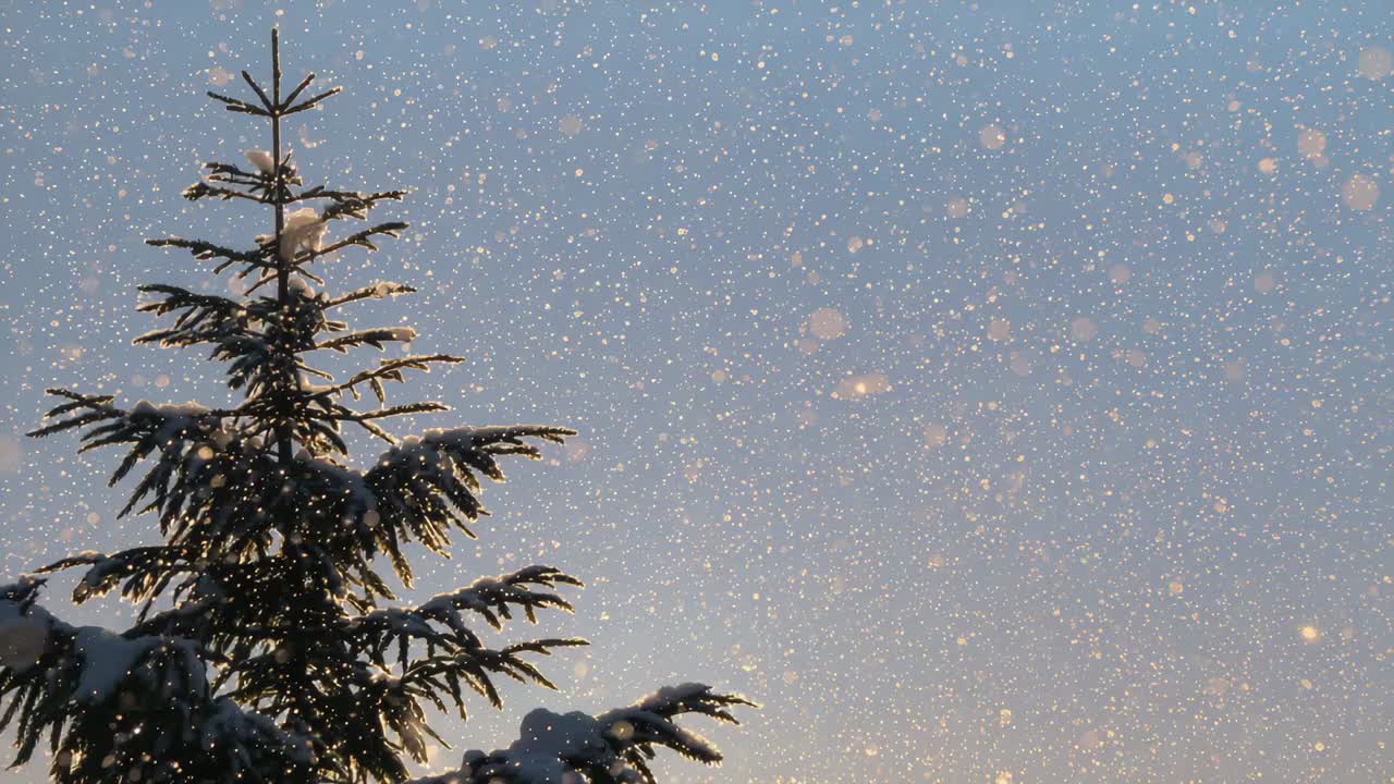 Drifting snowflakes surrounding large snow-laden evergreen at left, sunrise warming sky, copy space