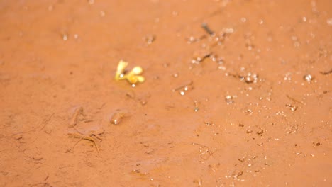 Macro-shot-of-a-large-black-wasp-resting-on-wet-red-earth-before-suddenly-flying-away