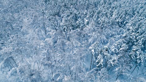 Snowy-branches-in-forest.-Winter-fairy-background