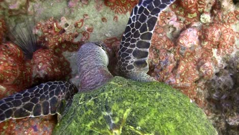 Hawksbill-turtle-eating-5