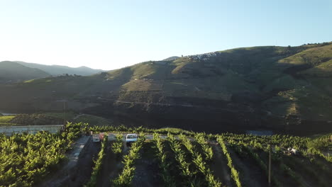 passing low over a hilltop vineyard to view the douro river valley at sunrise in portugal