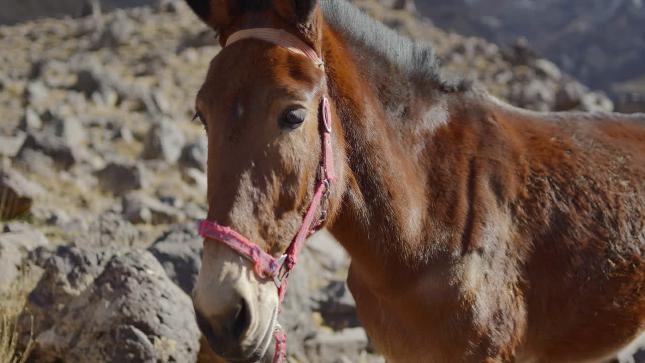 burro en una montaña rocosa con el viento soplando mientras parece imperturbable y mira directamente a la cámara con un sentido de inteligencia y curiosidad