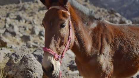 Burro-En-Una-Montaña-Rocosa-Con-El-Viento-Soplando-Mientras-Parece-Imperturbable-Y-Mira-Directamente-A-La-Cámara-Con-Un-Sentido-De-Inteligencia-Y-Curiosidad