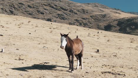 mesmerizing tracking-parallax drone shot of andean wild horse while feeding on grass