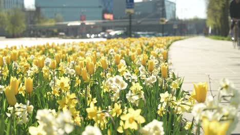 vista de cerca de las flores de primavera en kaunas, lituania