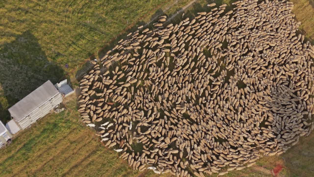 Gregge di pecore rurale al pascolo in campo verde, ripresa aerea della campagna italiana.