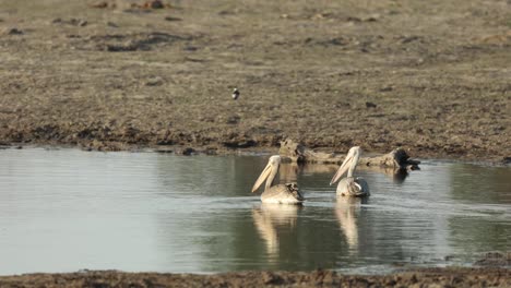 wide shot of pelicans swimming in a waterhole, khwai botswana