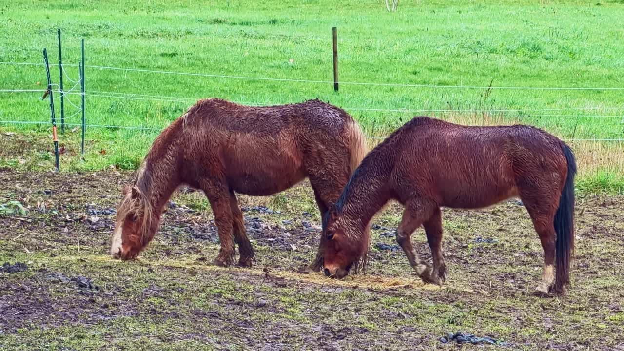 Twee bruine paarden grazen rustig in een omheind perceel, hun natte vacht reflecteert recente regenval op modderige grond onder een groene landelijke achtergrond
