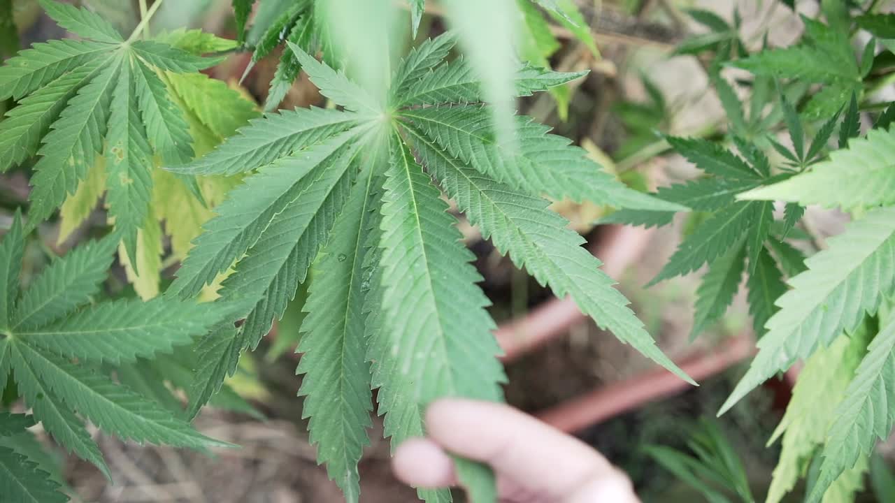 Cannabis Plant Care and Growth