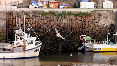 fishing boats and seagulls in a harbor