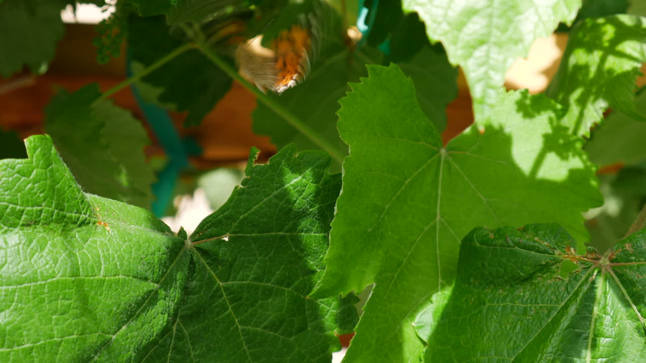 녹색 식물 잎에서 꿀을 찾으려고 슬로우 모션으로 날고 날개를 펄럭이는 모나크 나비