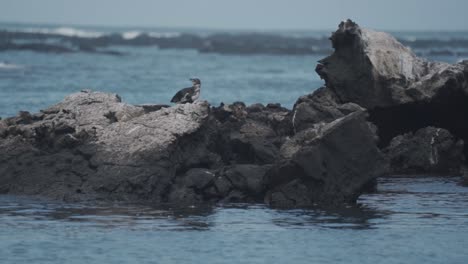a captivating video of a magellanic penguin on the shores of isabela island, galápagos islands, ecuador.