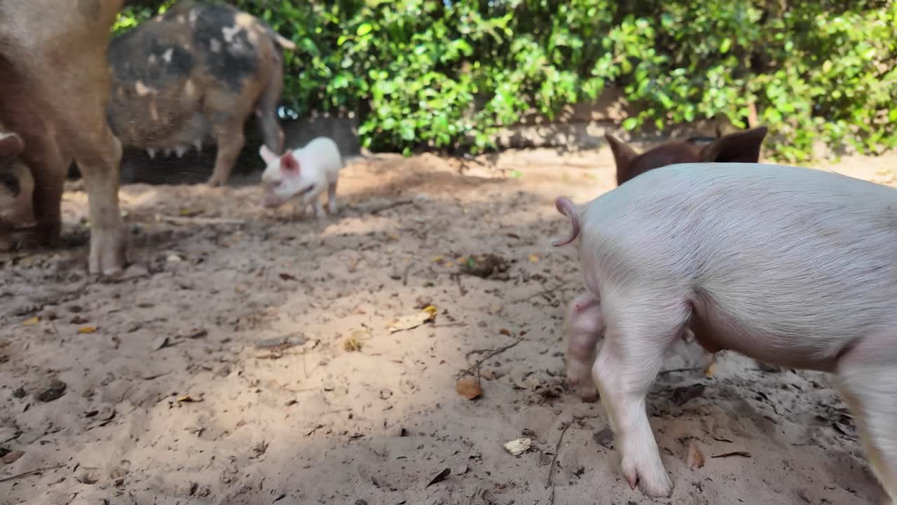 Happy Pigs Eating Ripe Mangoes in a Tropical Farm or Outdoor Setting