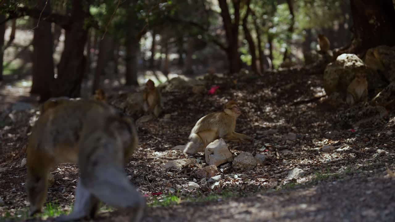 Group of monkeys watching and sitting in morocco forest