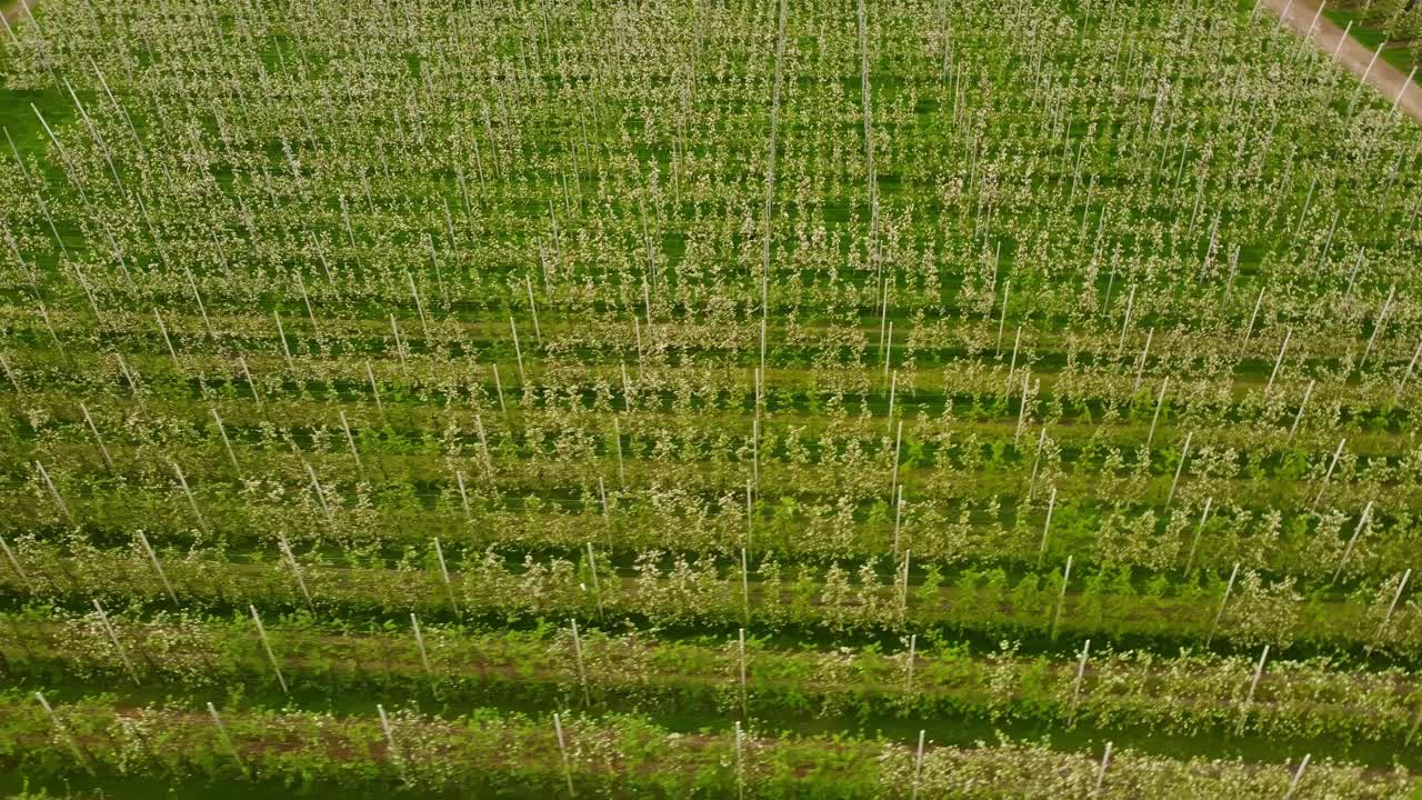 Blooming field of apple trees in Italy, aerial orbit view
