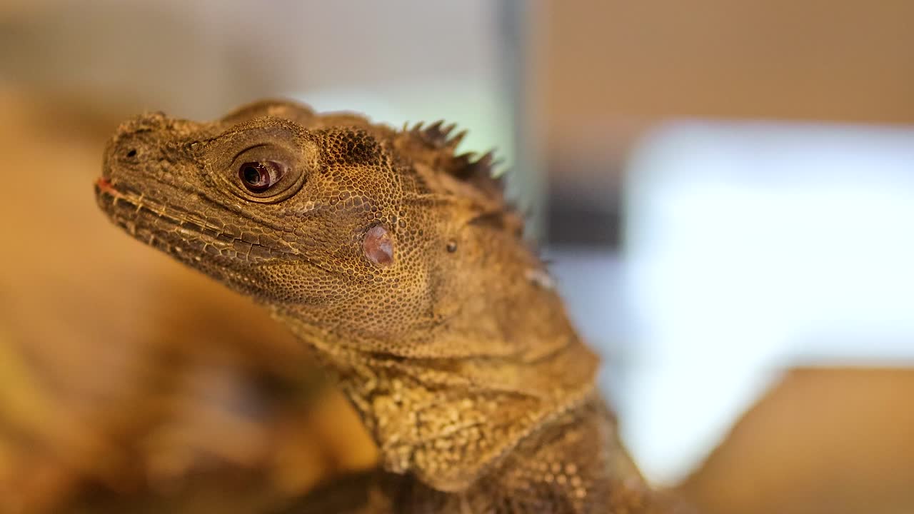 A Philippine sailfin lizard remains still in a controlled environment with soft lighting and a shallow depth of field
