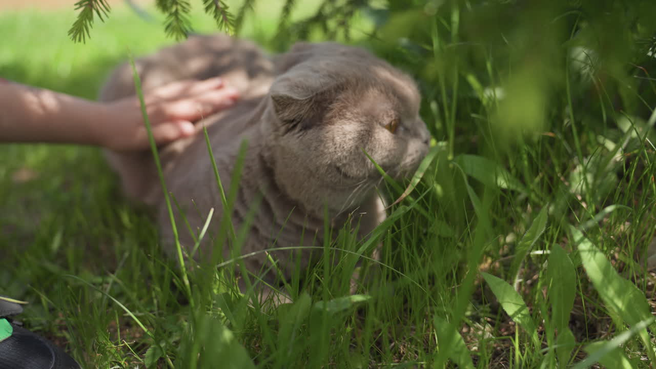 Child Gently Strokes Contented Feline, Child Peacefully Caresses Resting Cat Outdoors, Little Child Softly Pettles Relaxed Feline In Garden, Young Girl Gently Rubs Her Calm Cat In Lush Summer Yard