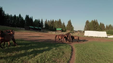 aerial drone footage of horses grazing on a meadow in sihla, slovakia