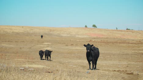 Landschaft-Der-Rinderherde-In-Offenen-Colorado-Prärien