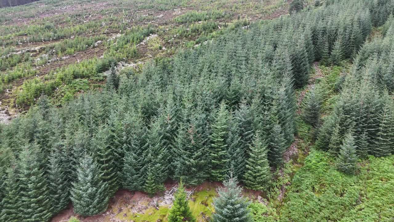 Aerial drone glides above Sitka spruce plantation and clearings in the Scottish Highlands