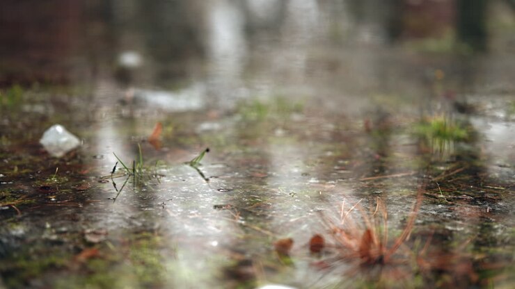 Kiefernnadeln und Blätter teilweise in seichtem Wasser versunken mit sanften Reflexionen