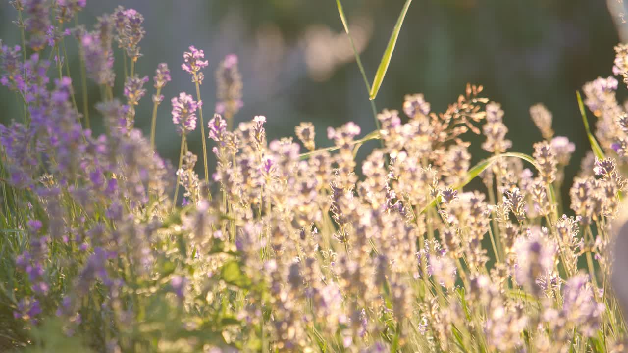 Close-up Of English Lavender Flowers On A Sunny Sunrise