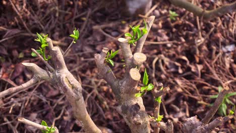 Después-De-Cortar-Las-Ramas,-Al-árbol-Del-Té-Le-Salen-Hojas-Nuevas