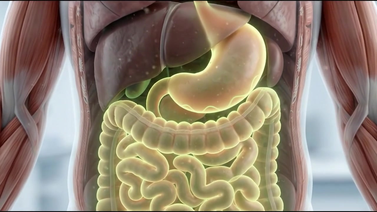 Figura biomedica che si tiene il basso addome con gli organi interni evidenziati.