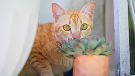 Curioso-Gato-Amarillo-Asomándose-Juguetonamente-Desde-Detrás-De-Una-Planta-De-Cactus-Y-Una-Cortina