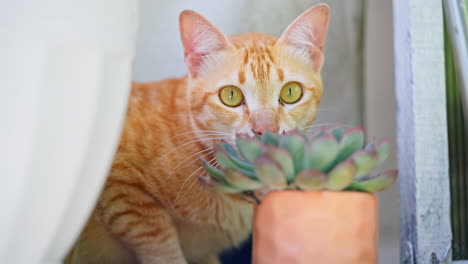 curious yellow cat peeking playfully from behind a cactus plant and curtain