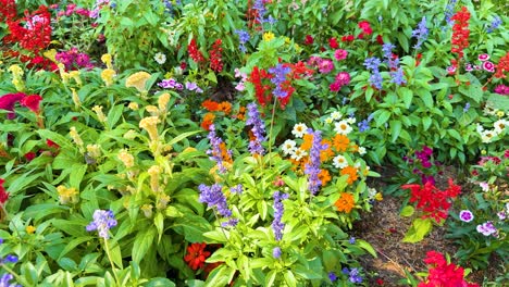 colorful flowers bloom in a lush garden