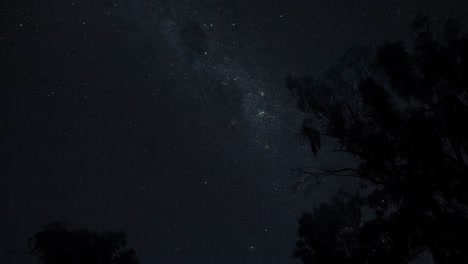 time-lapse of stars moving above silhouetted trees