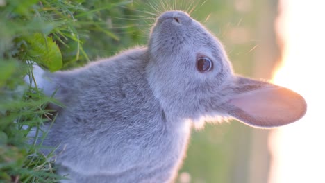 close-up of a cute grey rabbit in green grass