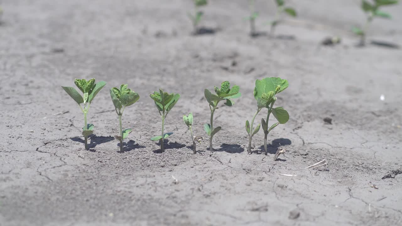 Close-up view of soybean sprouts on dry soil. Harsh light, early afternoon.